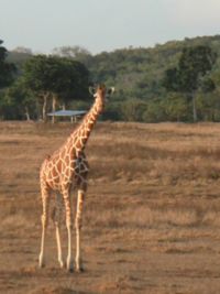 Calauit Giraffe