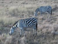 Calauit Zebras